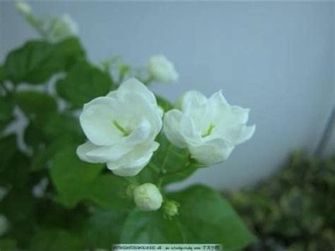 茉莉花 澆水